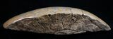 Large, Polished Fossil Coral Head - Morocco #10396-2